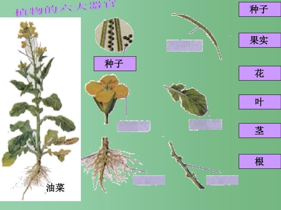 六年级生物上册2.3.3植物体的结构层次课件2鲁科版五四制_第5页