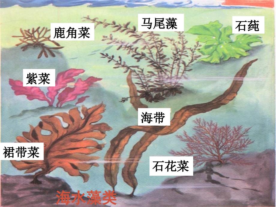 江苏省扬中市同德中学七年级生物下册 102 水中的藻类植物课件 （新版）苏科版_第4页