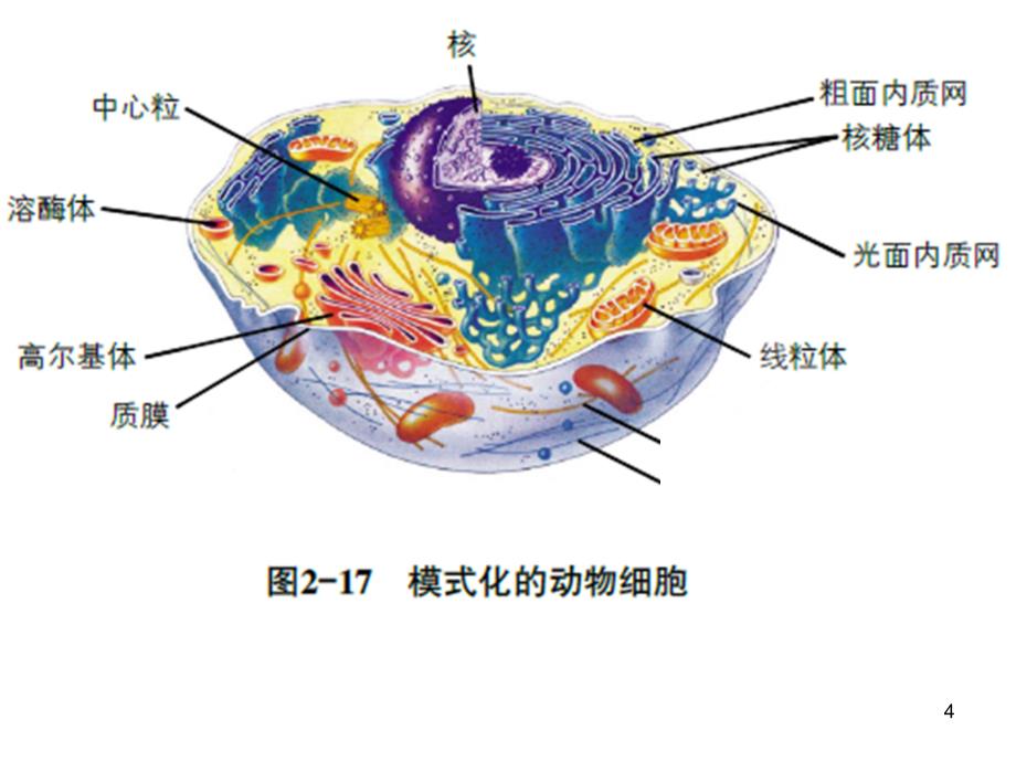 2.2.1减数分裂模型PPT优秀课件_第4页