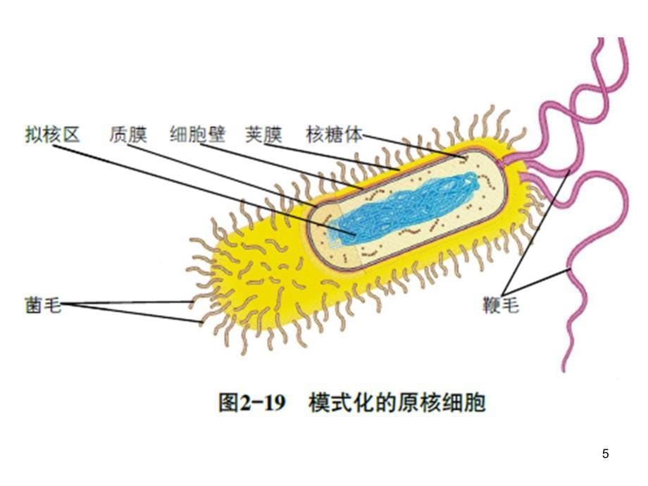 2.2.1减数分裂模型PPT优秀课件_第5页