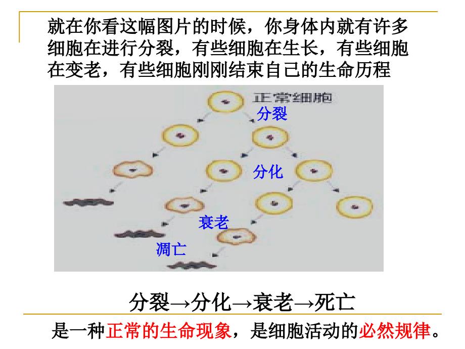 细胞衰老和凋亡、癌变_第2页