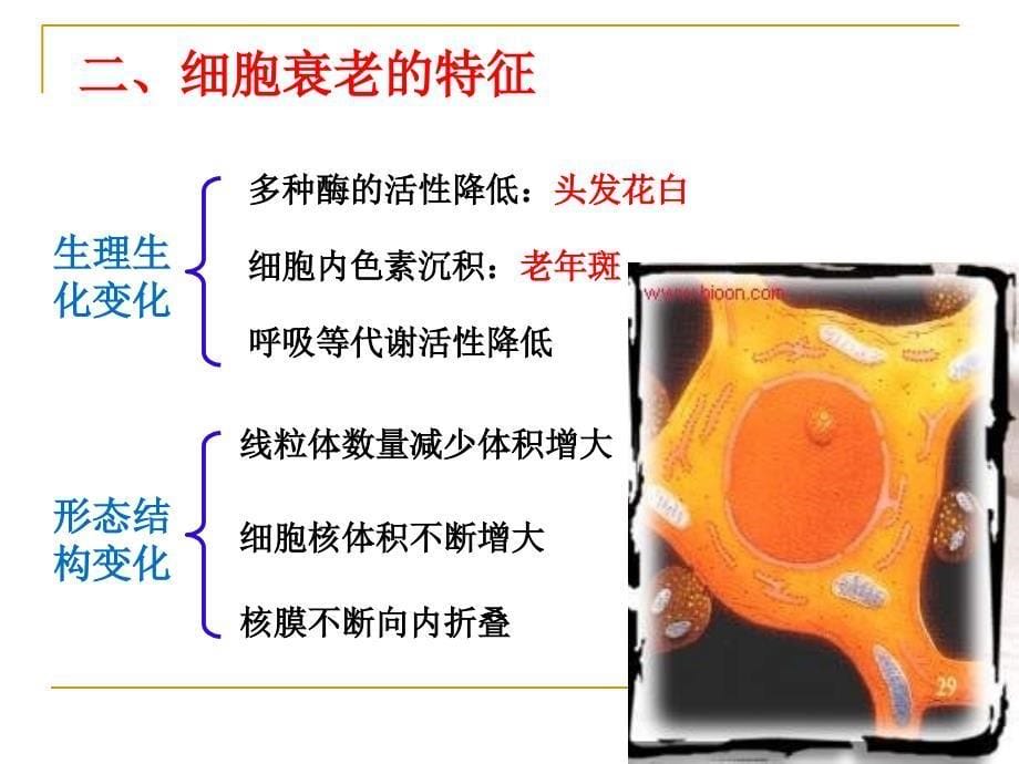 细胞衰老和凋亡、癌变_第5页