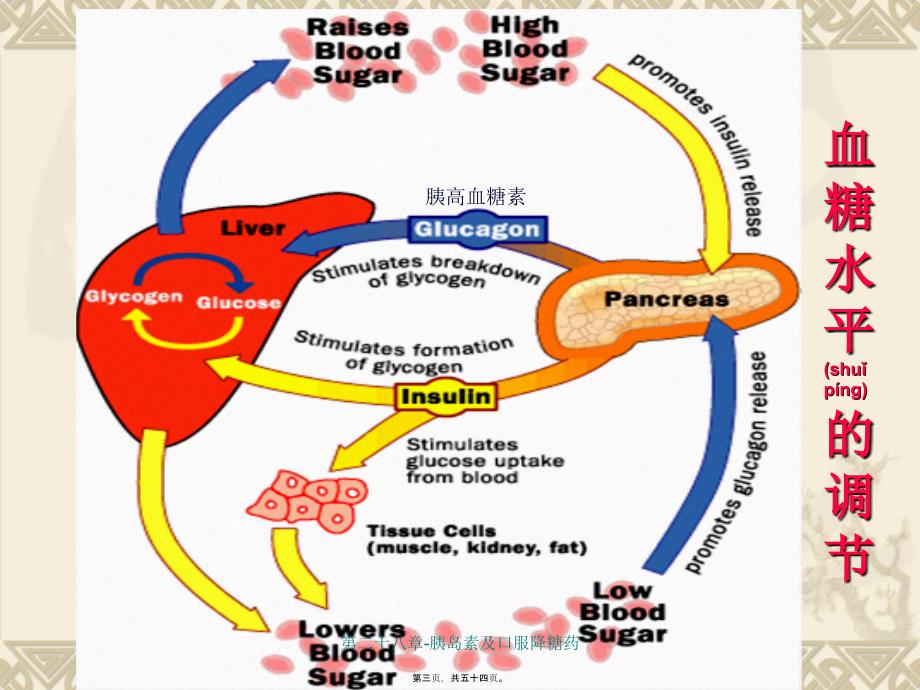 第二十八章-胰岛素及口服降糖药课件_第3页