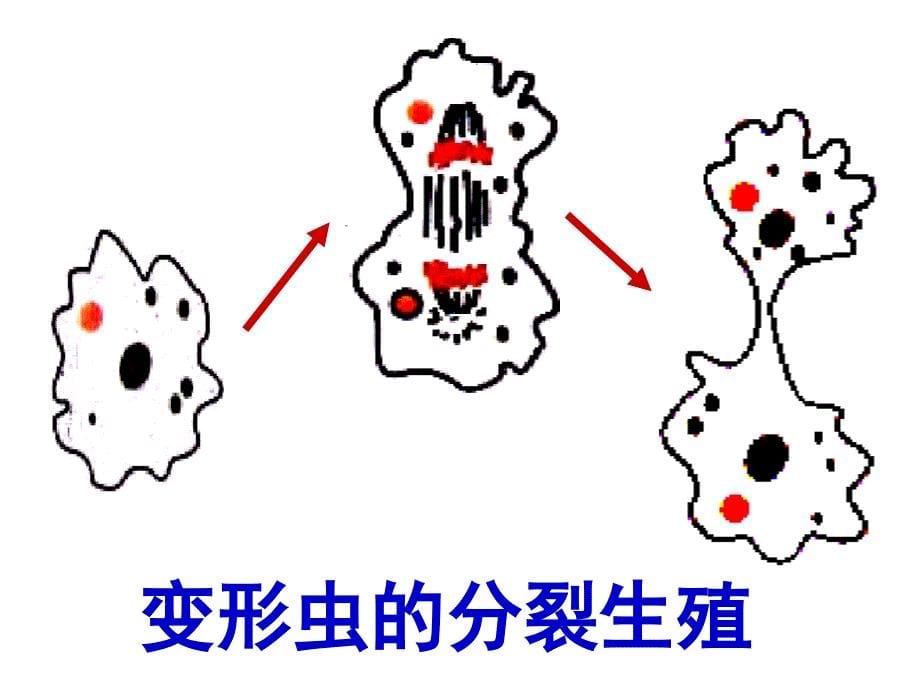 生殖的种类-闽清一中资源共享中心课件_第5页