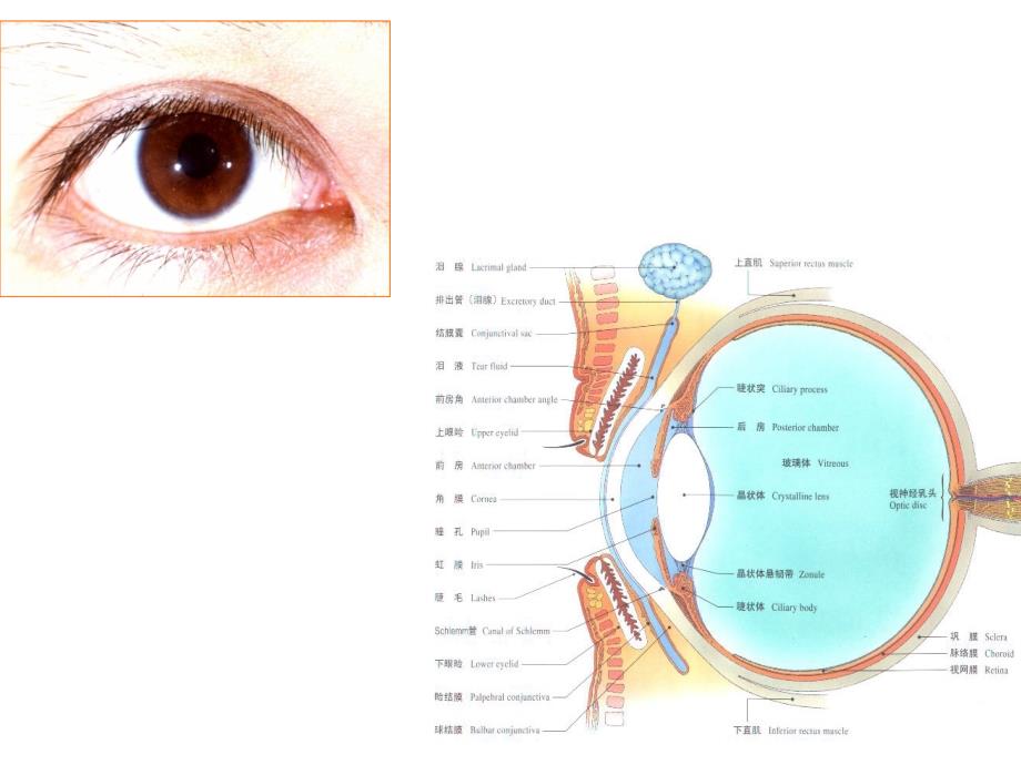 眼科解剖课件_第3页