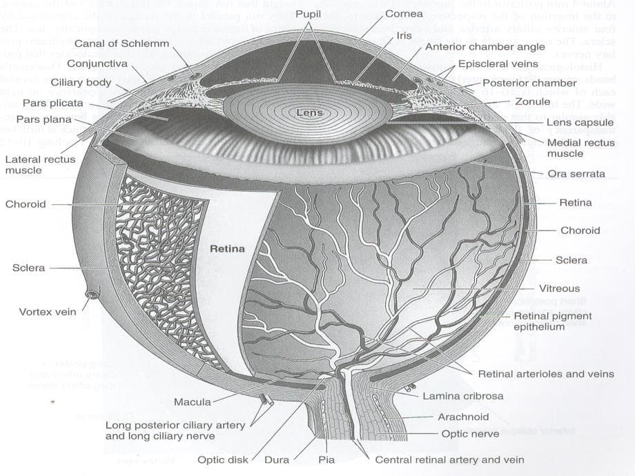 眼科解剖课件_第5页