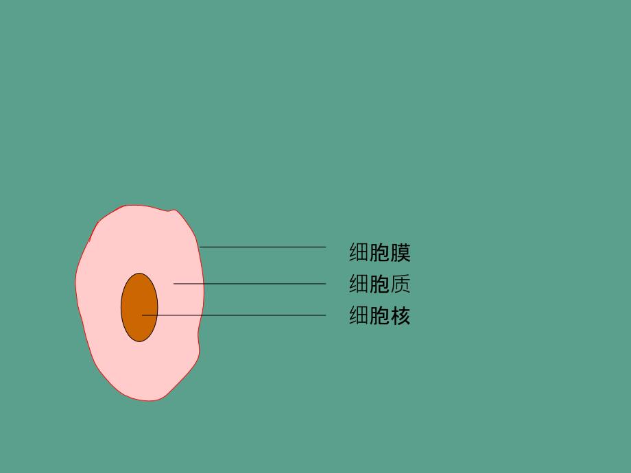 七年级生物上册213观察动物细胞1ppt课件_第3页