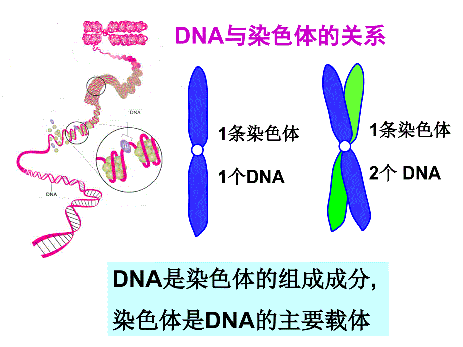 基因是有遗传效应的DNA片段 (2)_第2页