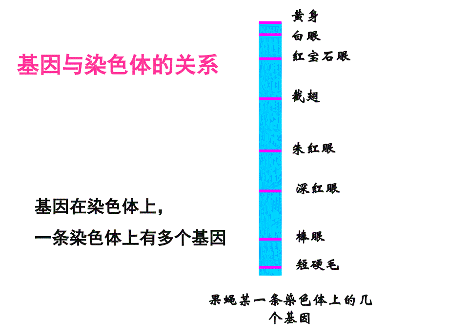 基因是有遗传效应的DNA片段 (2)_第3页