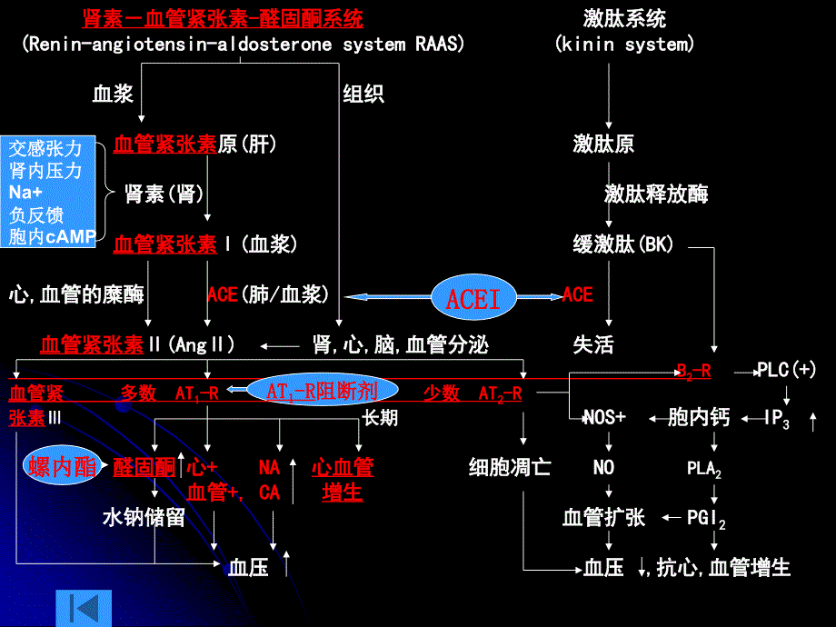 肾素-血管紧张素-醛固酮系统药理一、肾素-血管.ppt_第3页