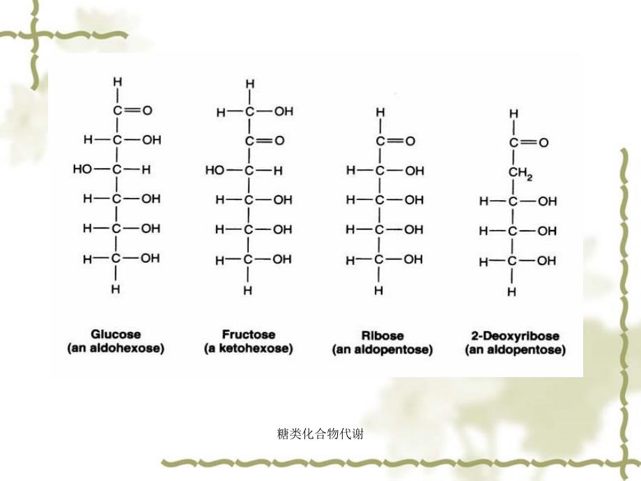 糖类化合物代谢课件_第4页