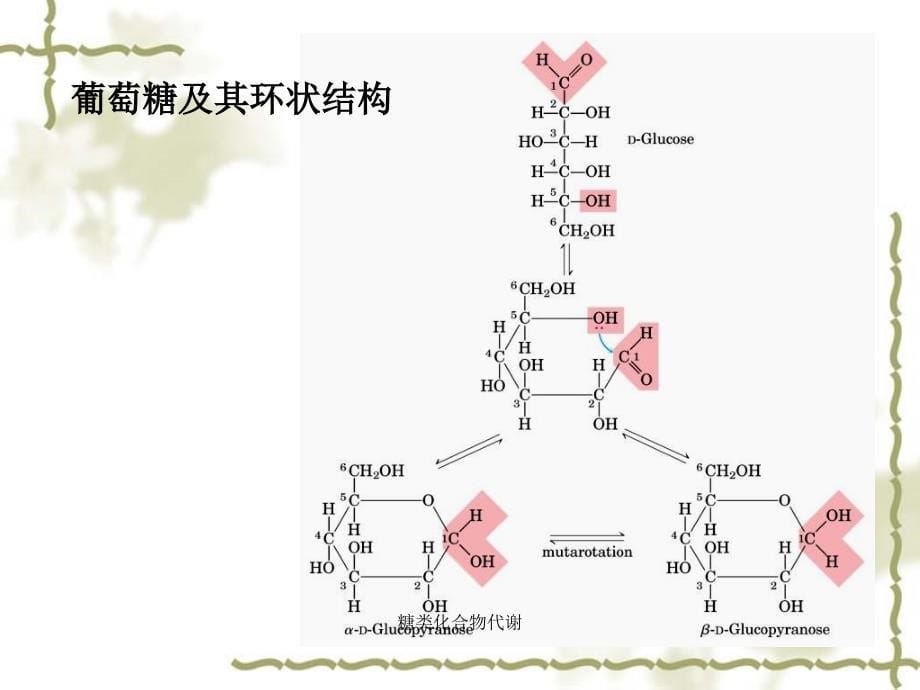 糖类化合物代谢课件_第5页