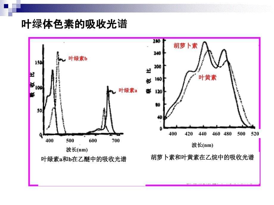 药用植物与光(3)上课讲义_第5页