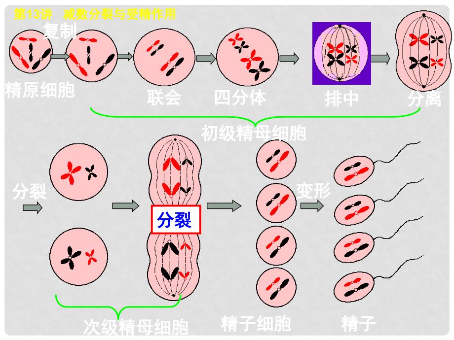 高考生物第一轮复习 第13讲 减数分裂与受精作用课件 新人教版必修2_第3页