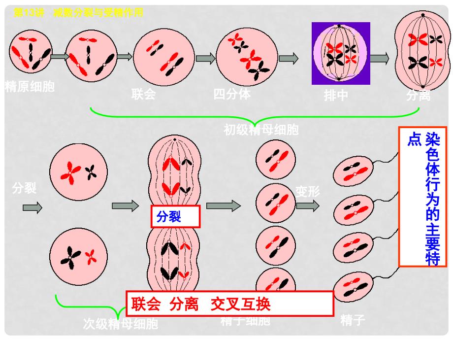 高考生物第一轮复习 第13讲 减数分裂与受精作用课件 新人教版必修2_第4页