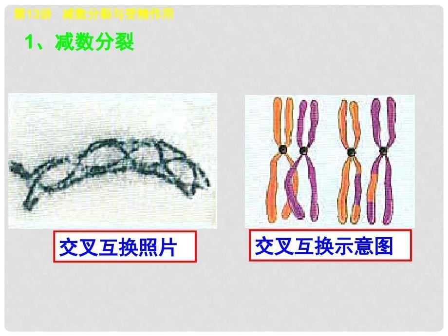 高考生物第一轮复习 第13讲 减数分裂与受精作用课件 新人教版必修2_第5页