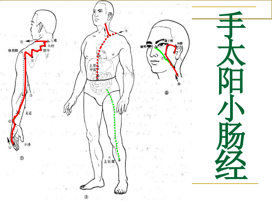 经络腧穴学手太阳小肠经课件_第4页