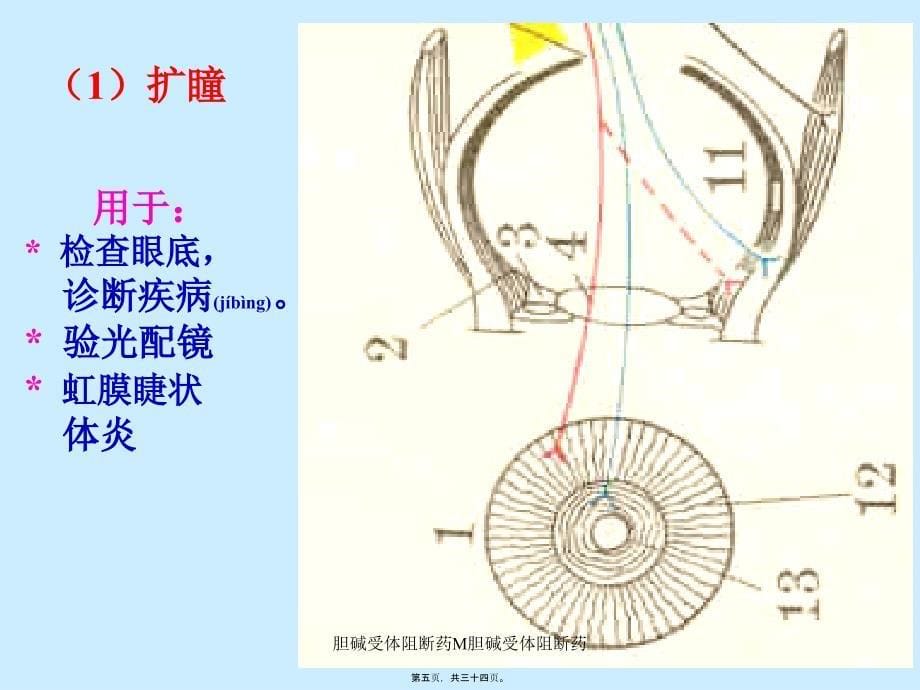 胆碱受体阻断药M胆碱受体阻断药课件_第5页