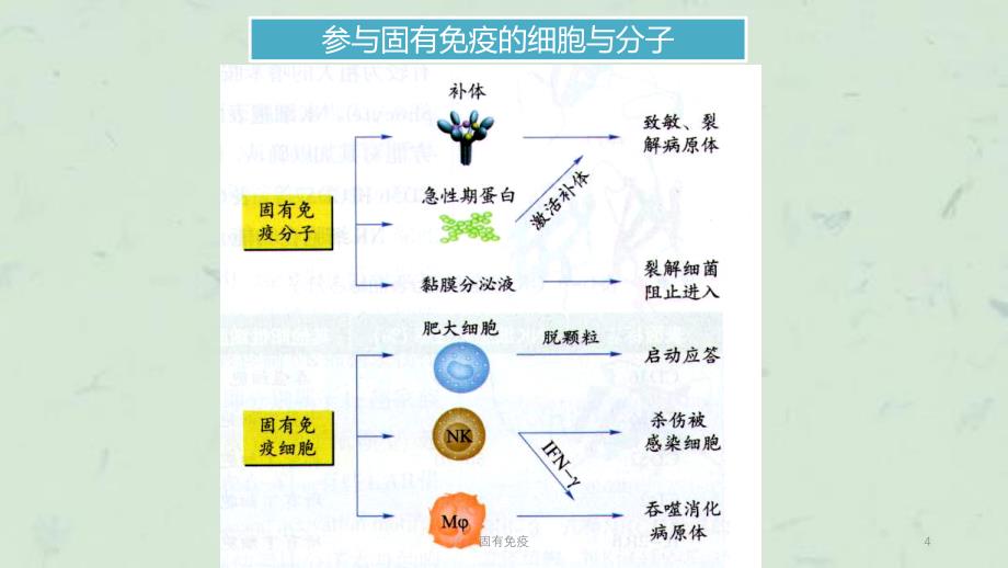 固有免疫课件_第4页