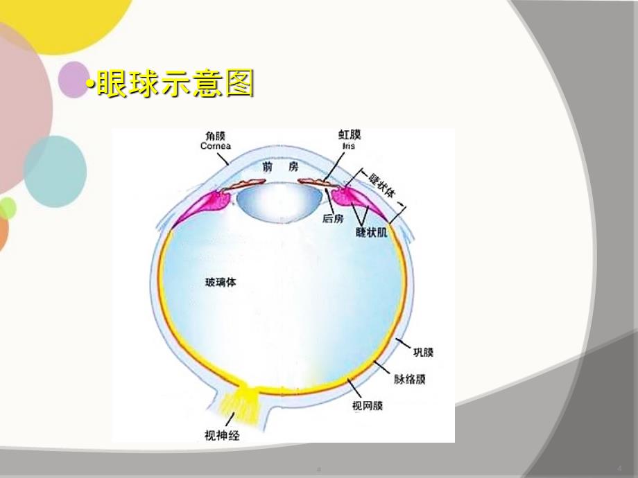 眼部超声检查96098_第4页