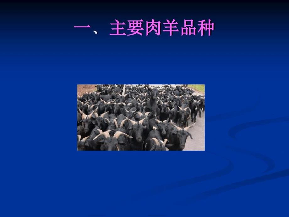 肉羊品种及饲养管理53页PPT课件_第3页