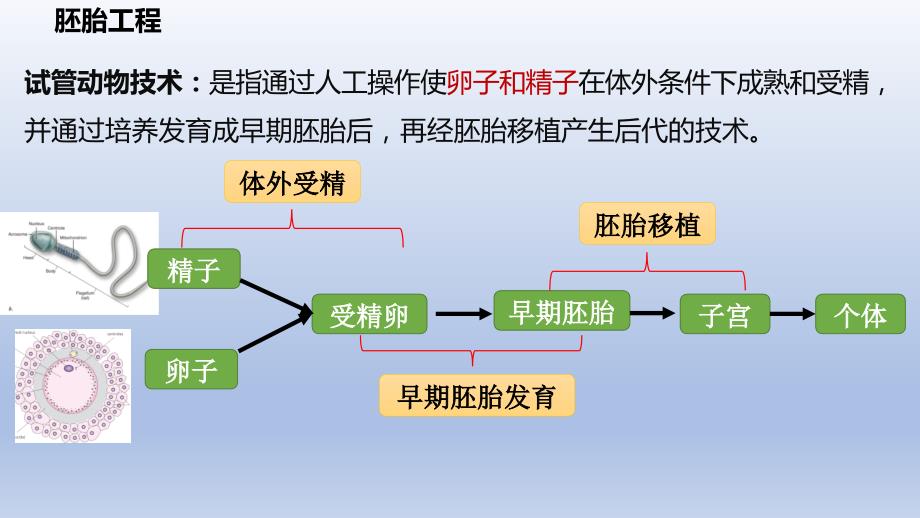 【课件】胚胎工程技术及其应用课件高二下学期生物人教版选择性必修3_第3页