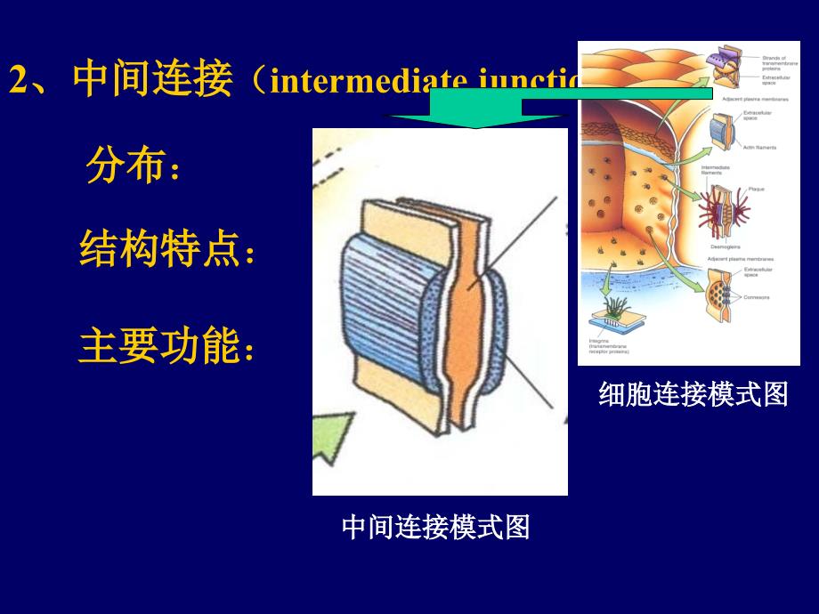 《人体组织学与解剖学》教学课件：2 上皮组织_第4页