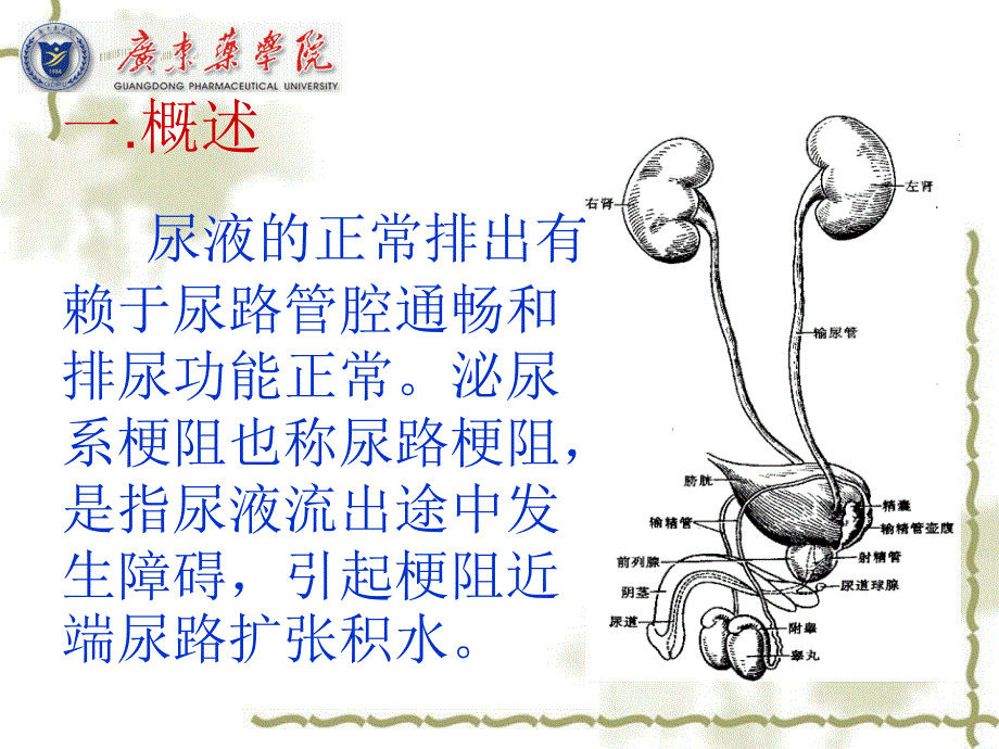 外科学教学课件：6泌尿系梗阻_第4页