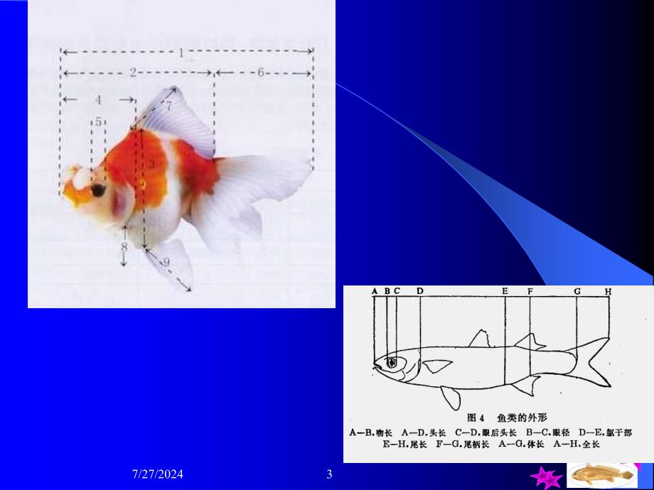 2金鱼的外部形态_第3页