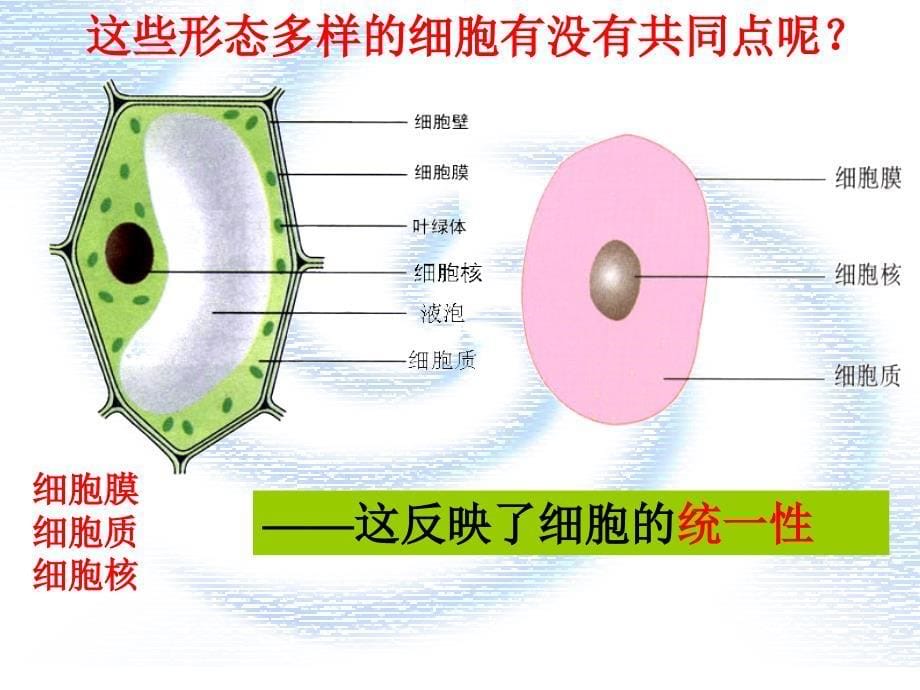 122细胞的多样性与统一性_第5页