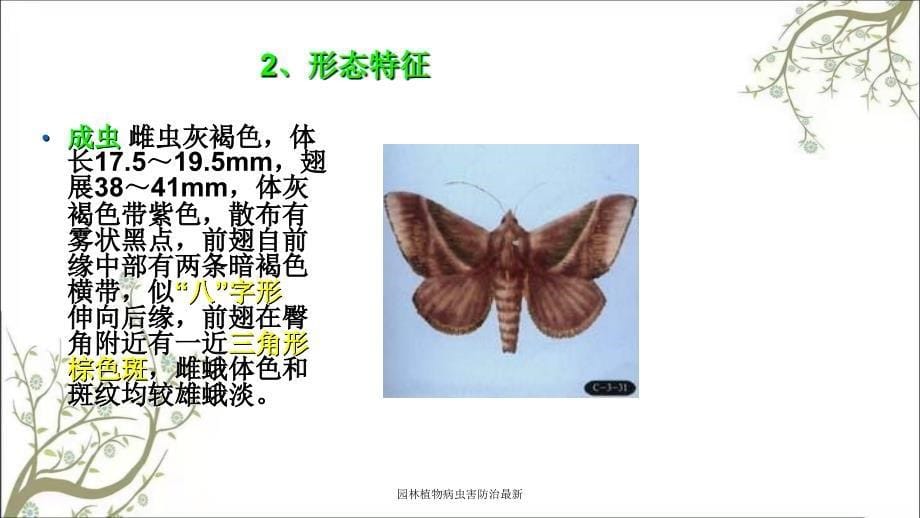 园林植物病虫害防治最新_第5页