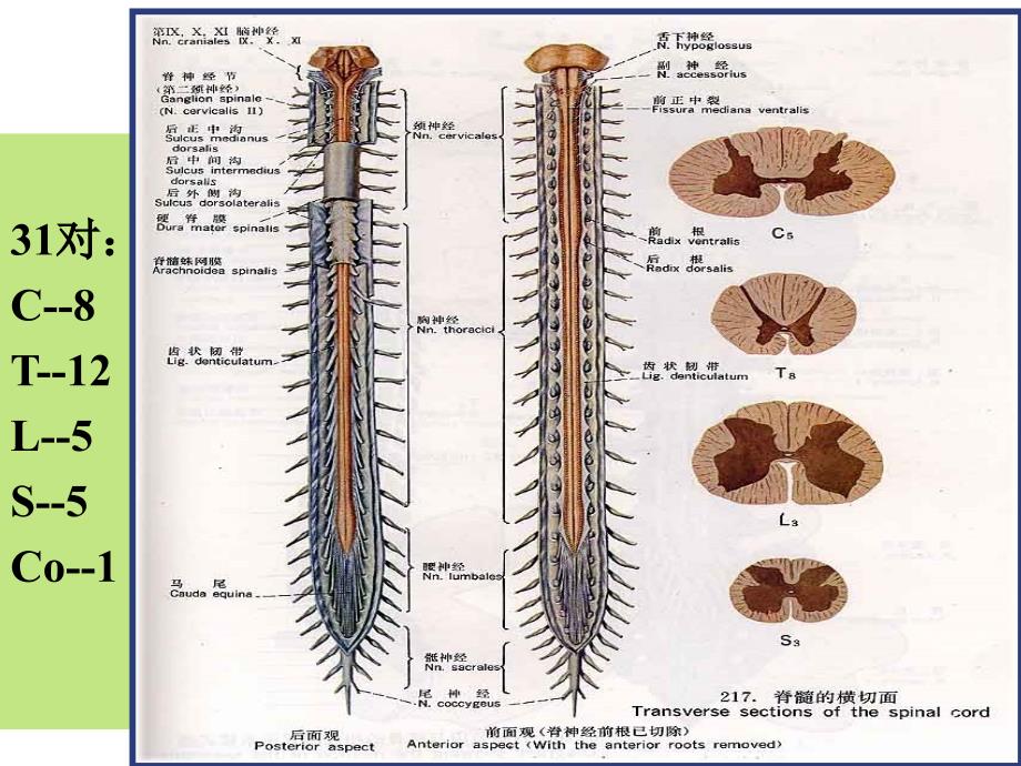 脊神经PPT课件_第3页