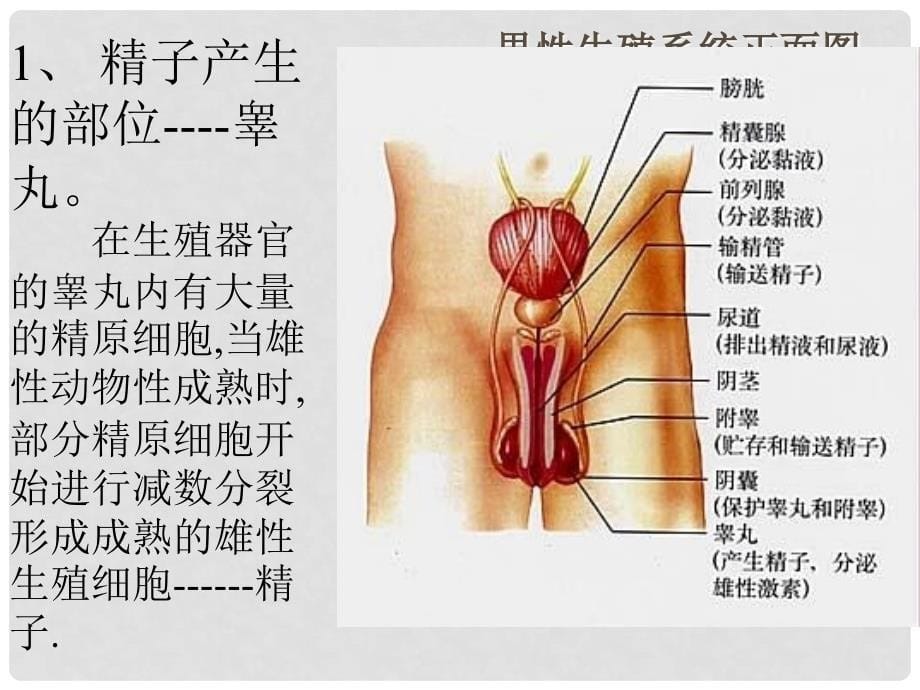 吉林省吉林市长岭县第四中学高二生物 2.1减数分裂课件_第5页