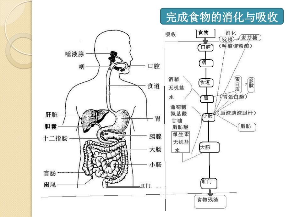 老年人消化系统疾病患者的护理_第3页