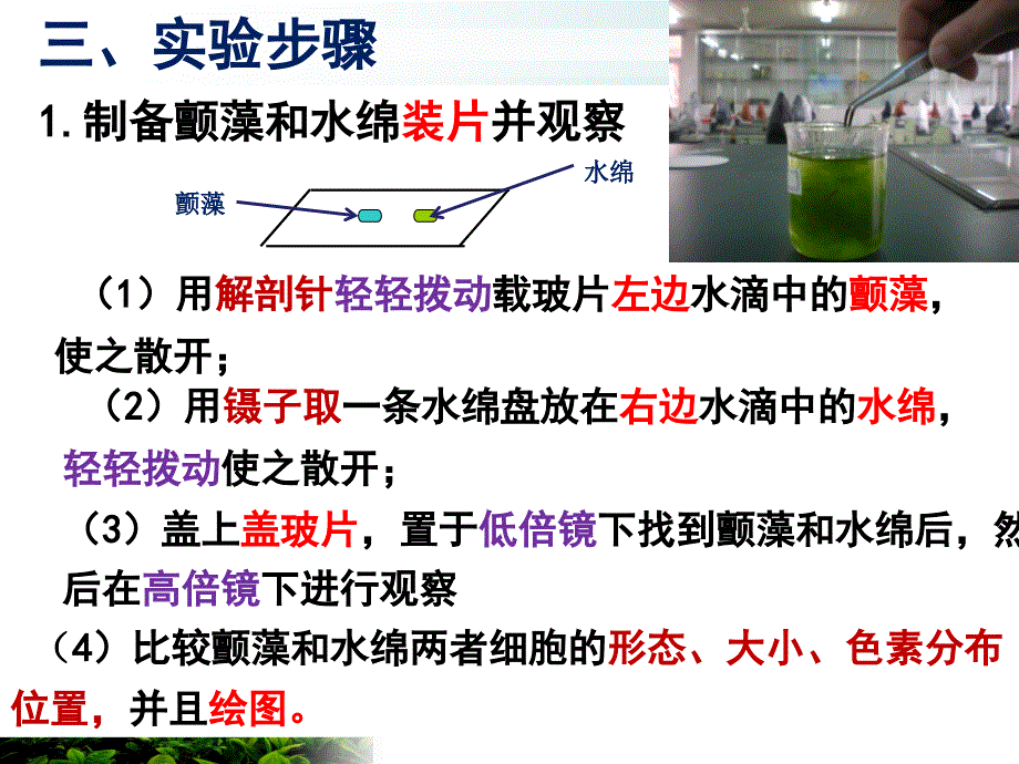 颤藻和水绵细胞的比较观察.ppt_第4页