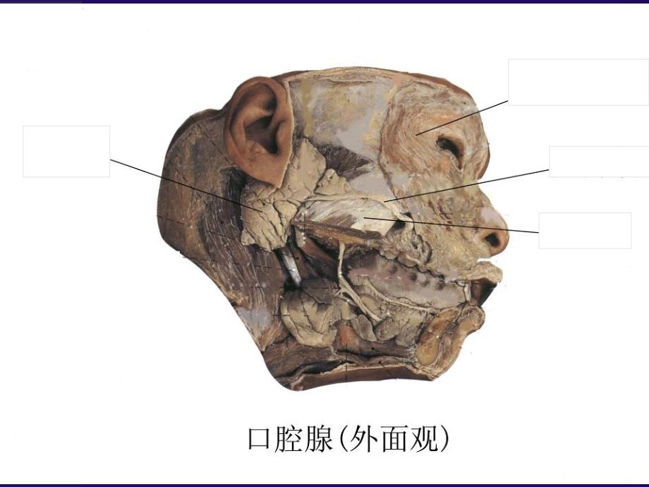 人体解剖学实物标本考试复习测试版_第2页