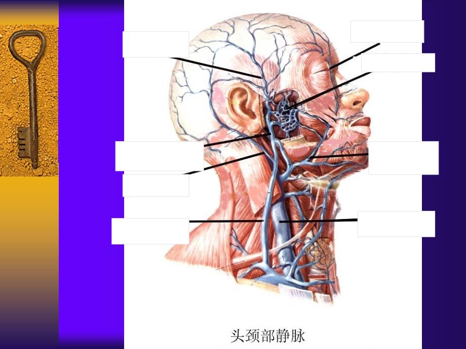 人体解剖学实物标本考试复习测试版_第4页