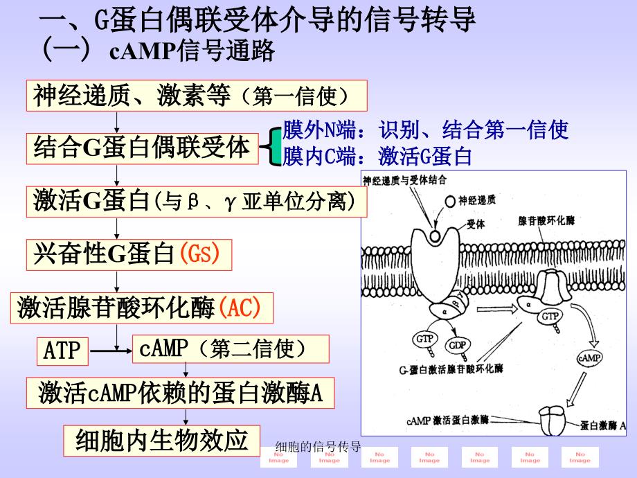 细胞的信传导课件_第4页