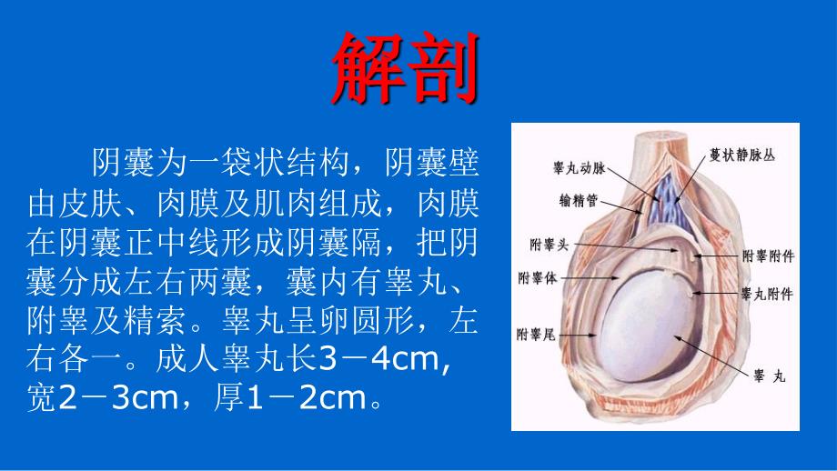 阴囊疾病超声诊断_第2页