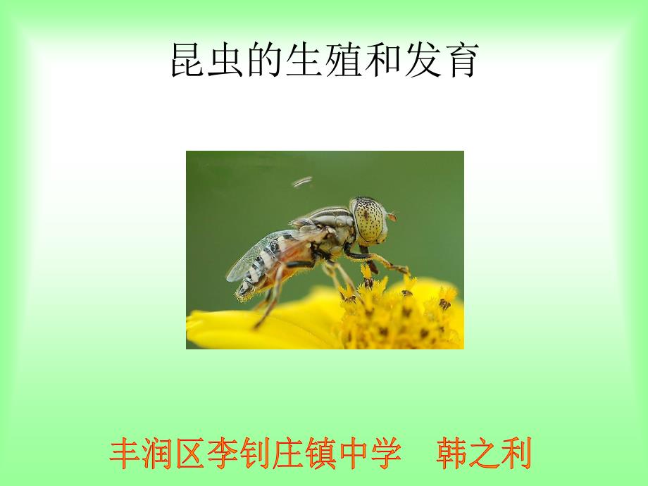 昆虫的生殖和发育_第1页