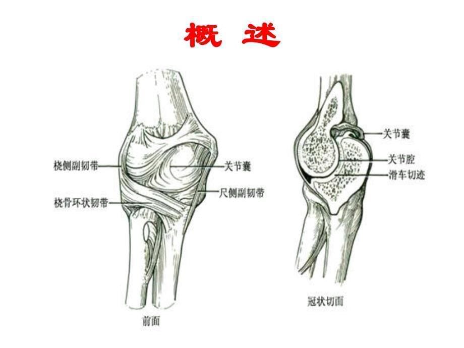 第四节--肘关节脱位课件_第5页