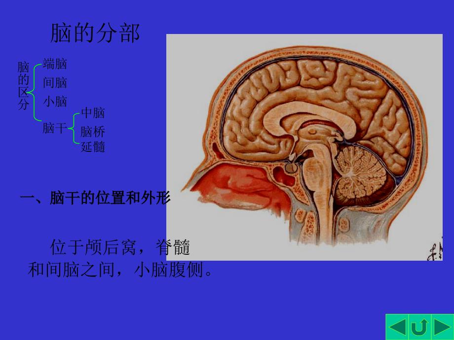 人体解剖学脑干_第3页