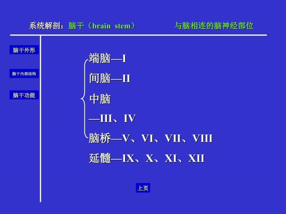 人体解剖学脑干_第5页