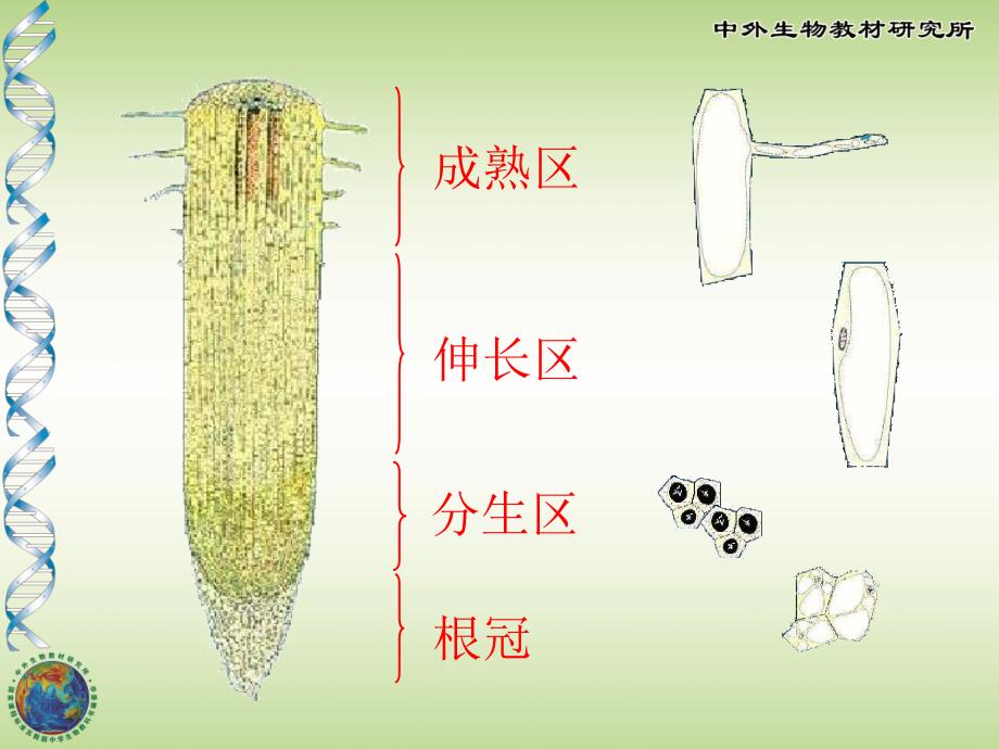 植物根的生长3_第4页