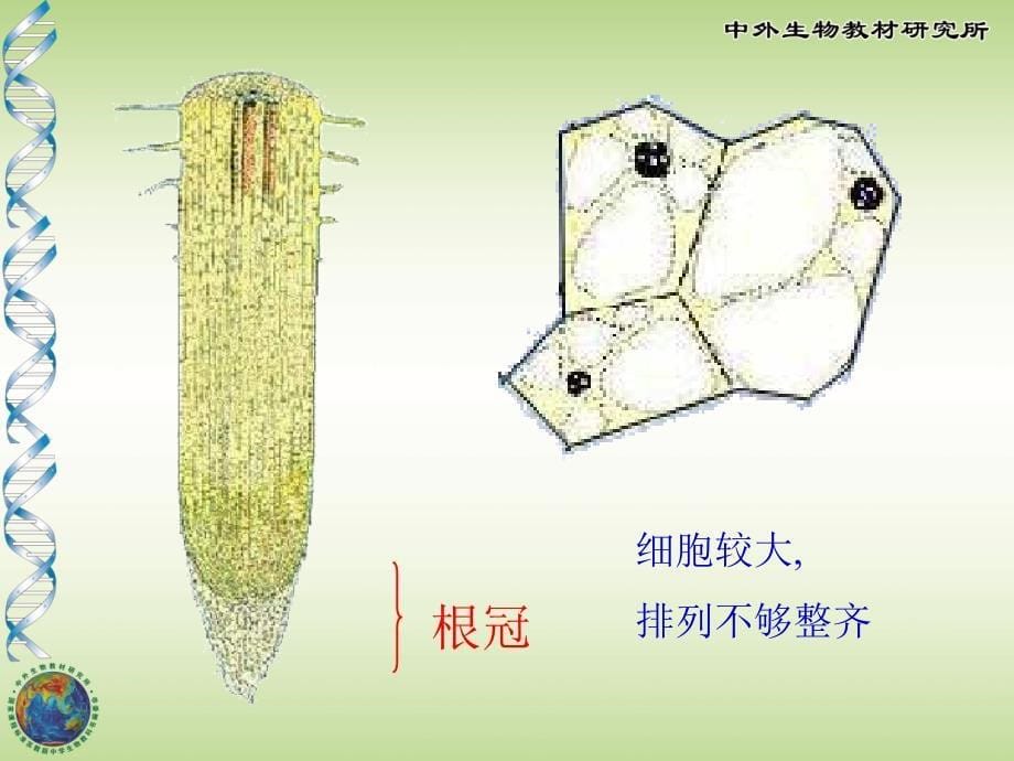 植物根的生长3_第5页