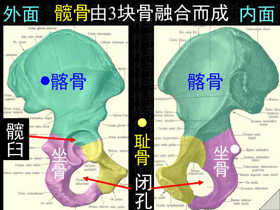 下肢骨及连接_第3页