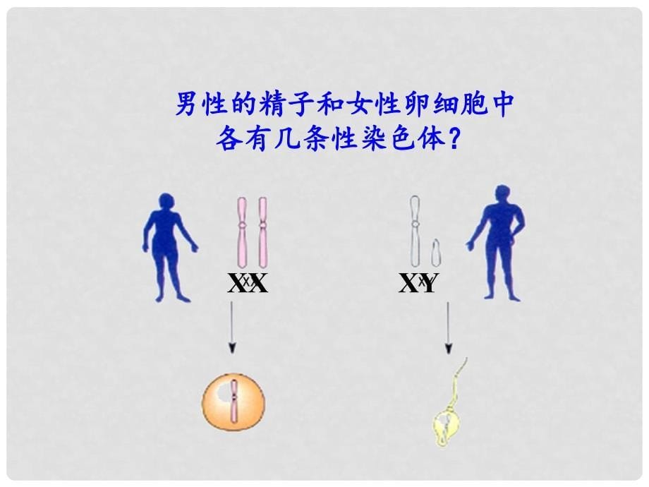 八年级生物下册 第7单元 第2章 第4节 人的性别遗传课件 （新版）新人教版_第5页