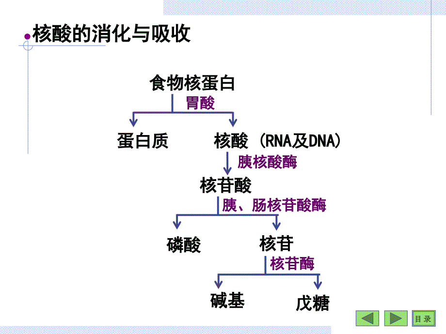 生物化学课件：第08章核苷酸_第4页