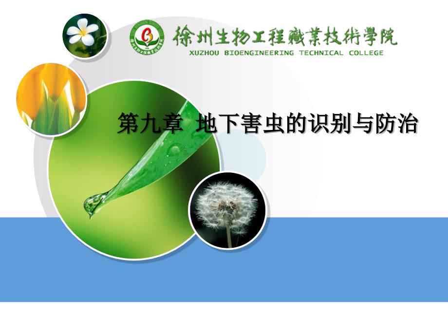 第九章地下害虫_第1页