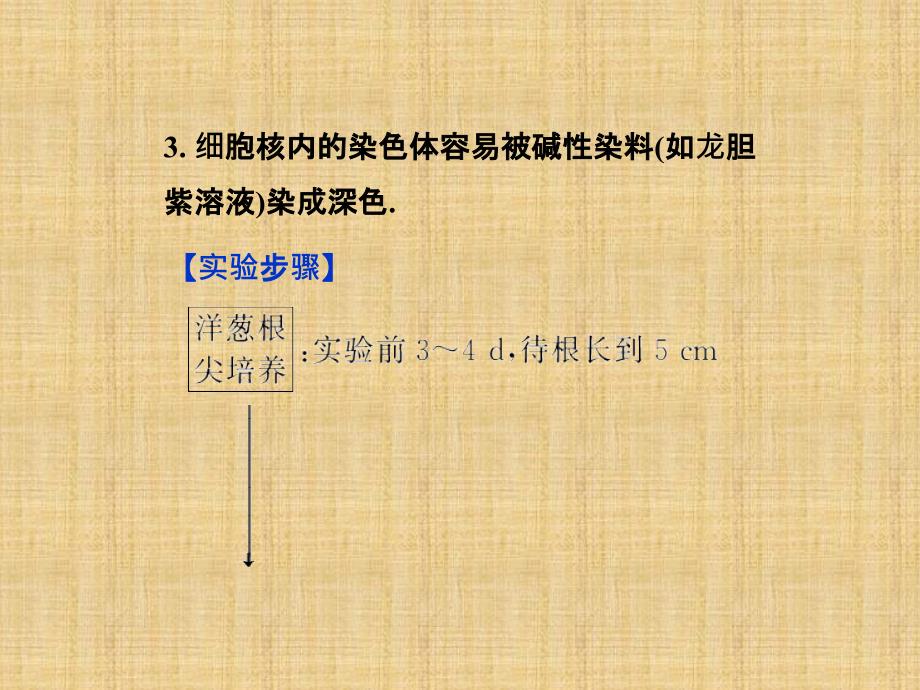 第五章边做边学观察植物细胞的有丝分裂精品课件苏教版必修_第3页